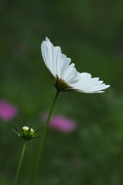 DSCF0666