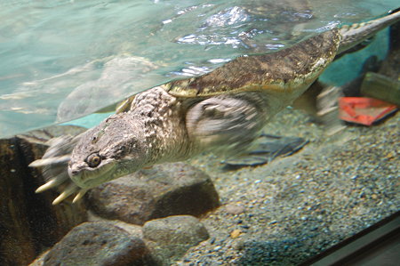 井の頭自然文化園　カミツキガメ