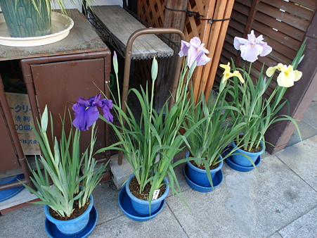 花菖蒲は区の花