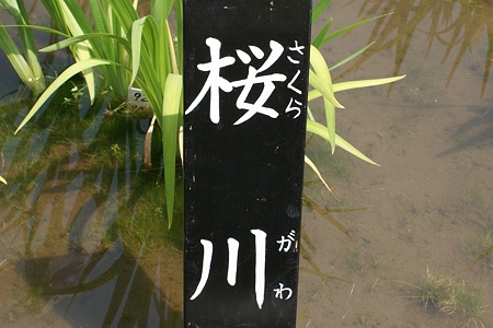 花菖蒲　桜川