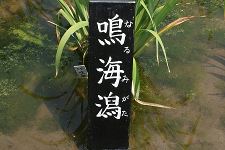 花菖蒲　鳴海潟