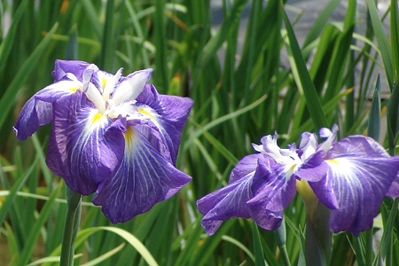 花菖蒲 遊女の姿