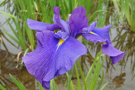 花菖蒲　栄紫