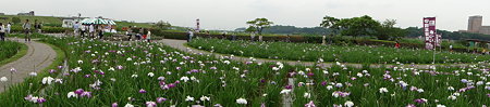 小岩菖蒲園 パノラマ