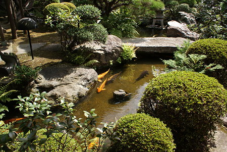 山本亭　主庭の池と鯉
