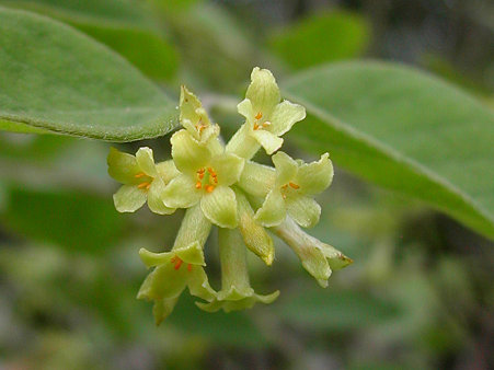 ガンピ（Diplomorpha sikokiana (Franch. et Sav.) Honda）