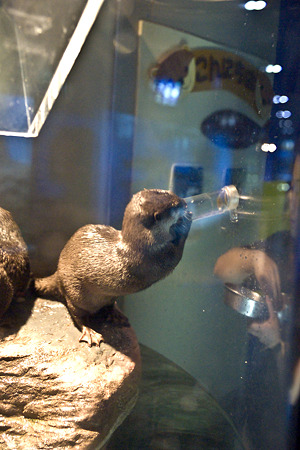otaru110706582