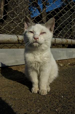 neko091229026