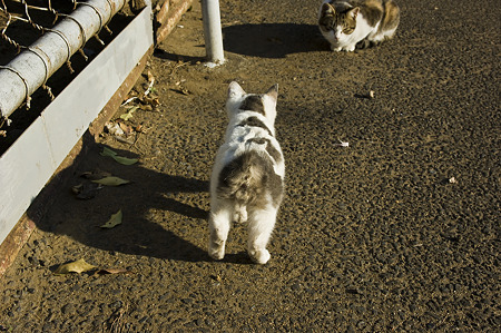 neko091229036
