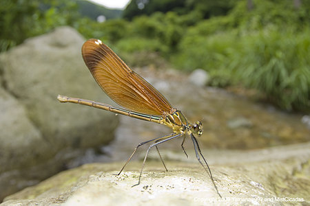 ミヤマカワトンボ ♀