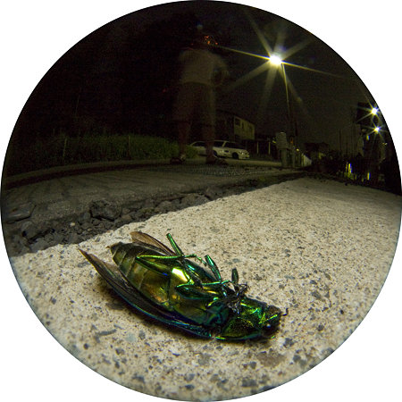 タマムシの死