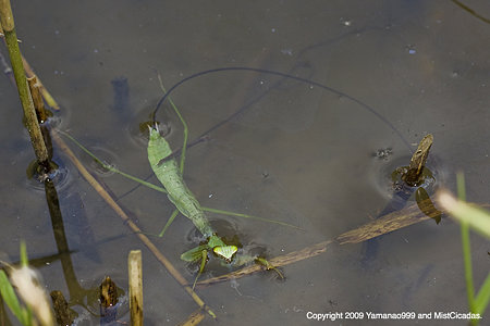 ハリガネムシに寄生されたオオカマキリの幼虫