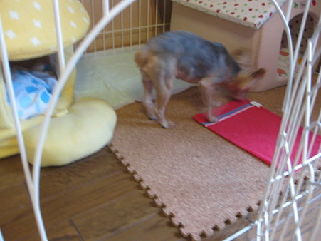 何か残っていないかなぁ?