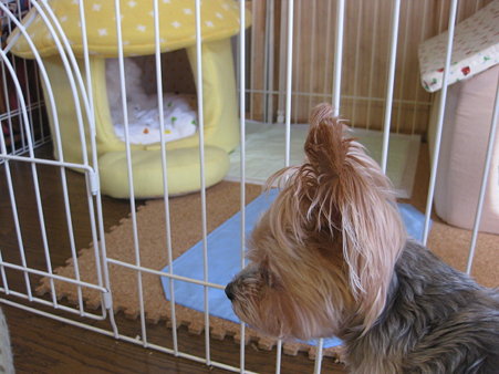 珍しくじっとしているまりちゃん