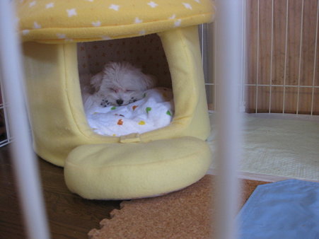 きのこちゃんハウスがお気に入り
