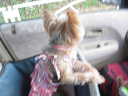まりちゃん運転しているつもりです