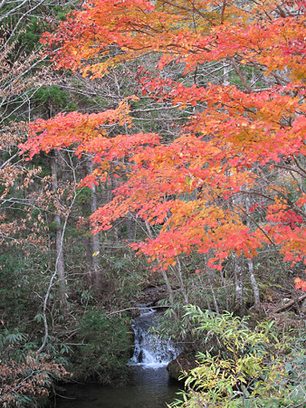 大倉の紅葉