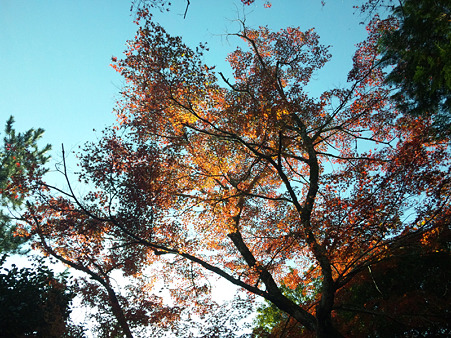 岩屋堂紅葉1