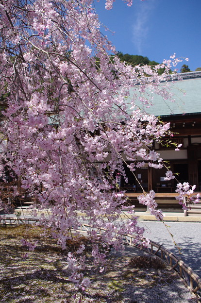 二尊院の桜 写真共有サイト フォト蔵