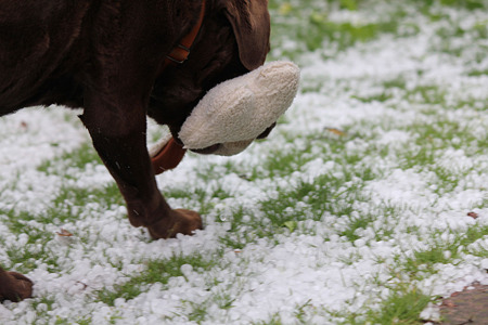 雪?じゃないよね