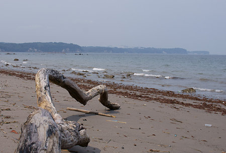 流木