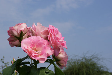 薔薇