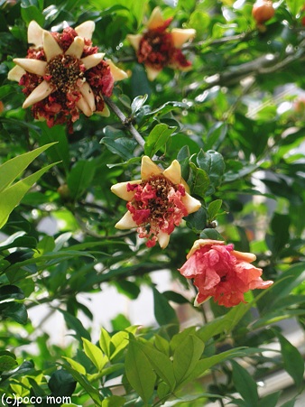 石榴の花2012年06月04日_P6040301