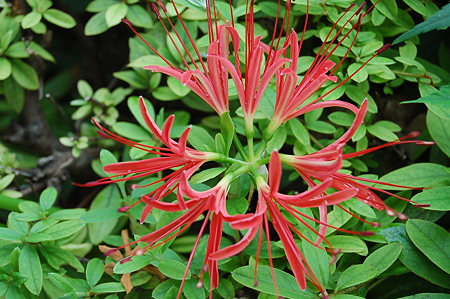 秋の花火 彼岸花