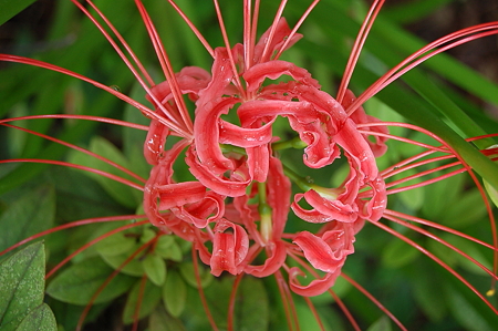 秋の花火 彼岸花