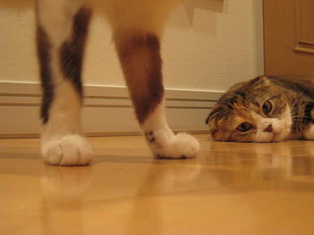 猫足
