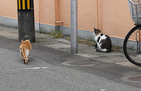 ちいきねこ