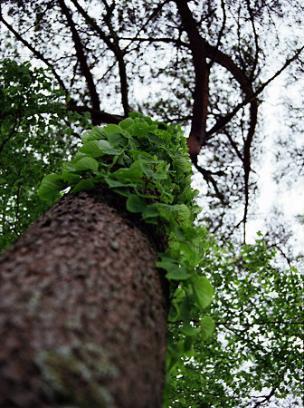 Image0003（Mamiya M645 1000S）