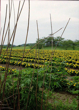 Image0634(OLYMPUS PEN F)
