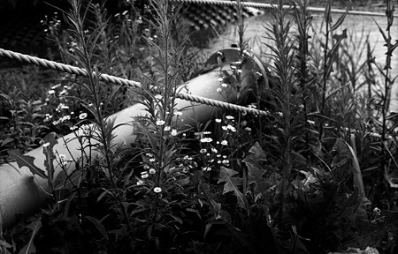 Image0797(OLYMPUS 35 SP)