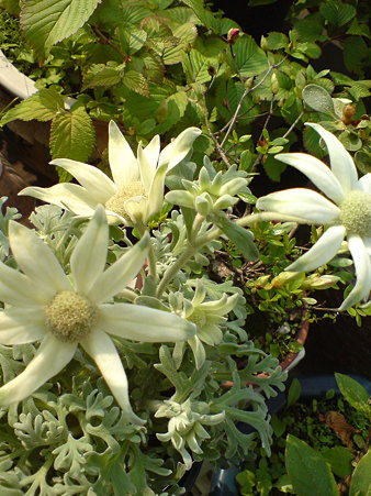 Flannel Flower