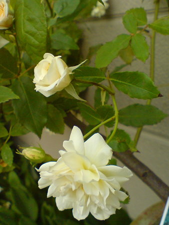 Alister Stella Gray (Old/N)