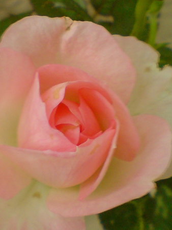 Tutu Optima