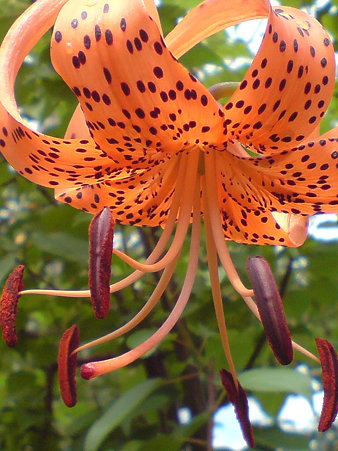 Tiger lily