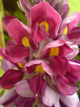 Kudzu Vine