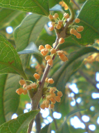 Fragrant Olive