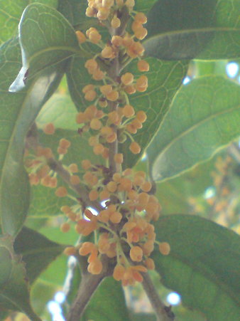 Fragrant Olive