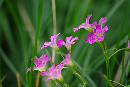 IMGP8687