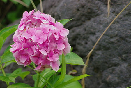 IMGP8801