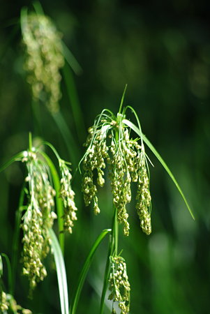 IMGP3825