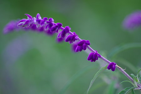 IMGP6389
