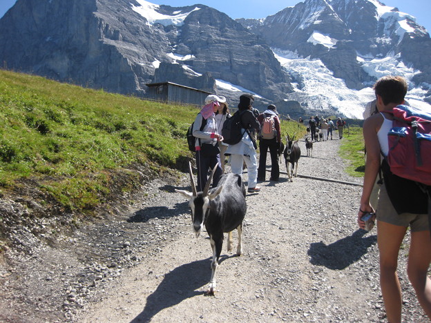スイスツアー200908261ユウングフラウのアルプとヤギ