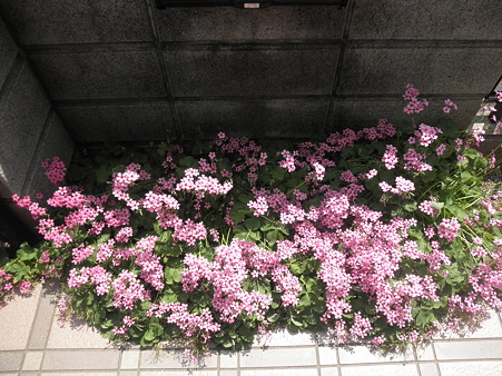 P6040001