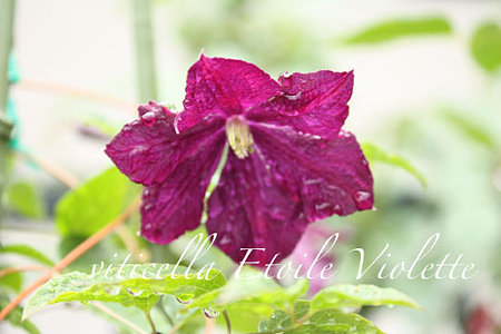 viticella Etoile Violette1