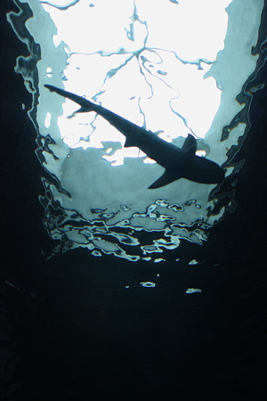 危ない魚影