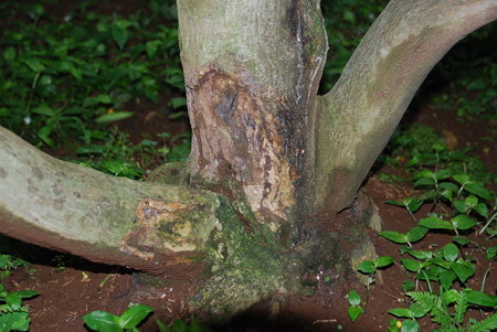 みかんの木は 今 カミキリムシ退治の時期です みかんの木を育てる 四季の変化 楽天ブログ